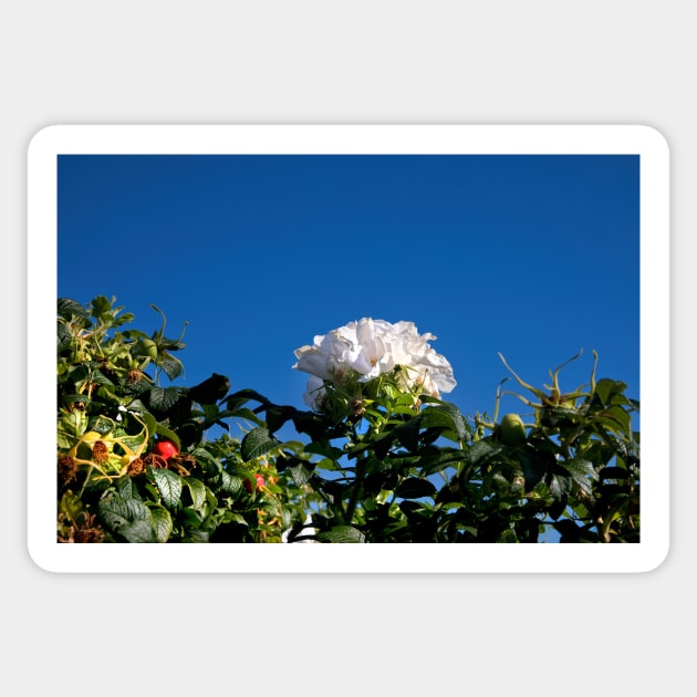 White Dog Rose under a clear blue sky Sticker by Violaman